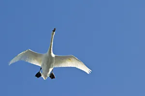 Trumpeter Swan In Flight Over Westchester Lagoon, Anchorage, Southcentral Alaska, Fall Trumpeter Swan In Flight Over Westchester Lagoon, Anchorage, Southcentral Alaska, Fall