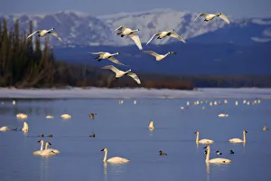 Trumpeter & Tundra Swans Rest @ Marsh Lake On Spring Migration North Through Yukon Territory Canada Composite Trumpeter & Tundra Swans Rest @ Marsh Lake On Spring Migration North Through Yukon Territory Canada Composite