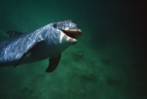 Underwater Close-Up Of Smiling Bottlenose Dolphin Underwater Close-Up Of Smiling Bottlenose Dolphin