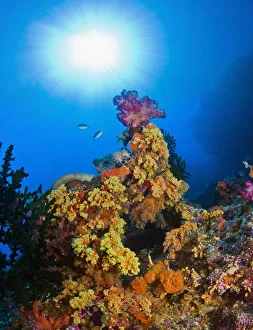 Underwater Starburst Streaming Down On Soft Corals, Fiji Underwater Starburst Streaming Down On Soft Corals, Fiji