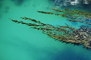 USA, California, Seaweed floating in turquoise ocean water on coastline; Big Sur USA, California, Seaweed floating in turquoise ocean water on coastline; Big Sur