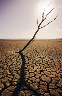 USA, California, Tree snag and cracked mud in dry lake bed; El Mirage USA, California, Tree snag and cracked mud in dry lake bed; El Mirage