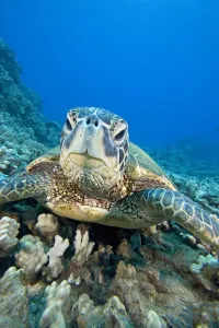 USA, Close-Up of Green Sea Turtle (Chelonia Mydas) on reef; Hawaii USA, Close-Up of Green Sea Turtle (Chelonia Mydas) on reef; Hawaii