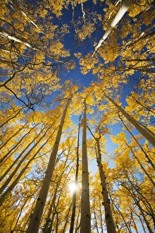 USA, Colorado, Near Steamboat Springs, Yellow Aspen Tree Canopy; Buffalo Pass USA, Colorado, Near Steamboat Springs, Yellow Aspen Tree Canopy; Buffalo Pass