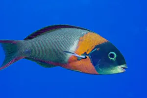 USA, Colorful Fish In Open Water; Hawaii, Saddle Wrasse (Thalassoma Duperrey) USA, Colorful Fish In Open Water; Hawaii, Saddle Wrasse (Thalassoma Duperrey)