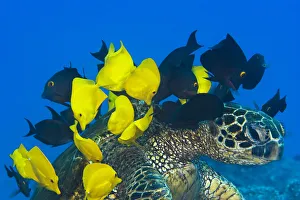 USA, Goldring Surgeonfish and Yellow Tangs cleaning algae from shell of Green Sea Turtle USA, Goldring Surgeonfish and Yellow Tangs cleaning algae from shell of Green Sea Turtle