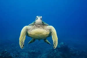 USA, Green Sea Turtle (Chelonia Mydas) Endangered Species; Hawaii Islands USA, Green Sea Turtle (Chelonia Mydas) Endangered Species; Hawaii Islands