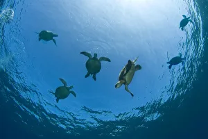 USA, Green Sea Turtles (Chelonia Mydas) swimming near surface; Hawaii USA, Green Sea Turtles (Chelonia Mydas) swimming near surface; Hawaii