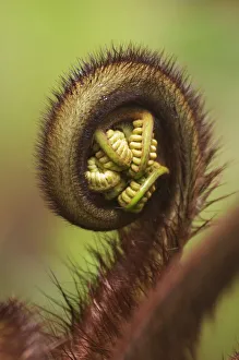 USA, Hawaii Islands, Big Island, Close-up of Hapu'u Fern Frond Shoot; Hawaii Volcanoes USA, Hawaii Islands, Big Island, Close-up of Hapu'u Fern Frond Shoot; Hawaii Volcanoes