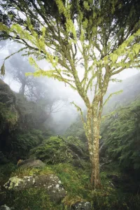USA, Hawaii, Maui, Foggy Scenic; Kaupo, Lush Greenery, Tree With Moss Growth USA, Hawaii, Maui, Foggy Scenic; Kaupo, Lush Greenery, Tree With Moss Growth