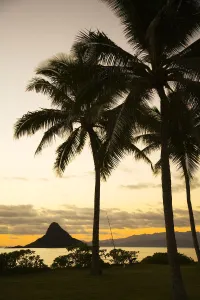 USA, Hawaii, Silhouette of palm tree and Chinaman's Hat; Oahu USA, Hawaii, Silhouette of palm tree and Chinaman's Hat; Oahu