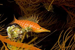USA, Longnose Hawkfish (Oxycirrhites Typus) on Black Coral (Antipatharia Dichotoma) USA, Longnose Hawkfish (Oxycirrhites Typus) on Black Coral (Antipatharia Dichotoma)