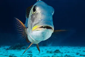 USA, Mu (Bigeye Emperor) (Monotaxis Grandoculis) Close-up; Hawaii Islands USA, Mu (Bigeye Emperor) (Monotaxis Grandoculis) Close-up; Hawaii Islands