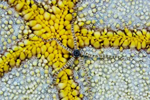USA, Reticulated Brittle Star (Ophiocoma Brevipes) On Cushion Starfish (Culcita Novaeguineae); Hawaii USA, Reticulated Brittle Star (Ophiocoma Brevipes) On Cushion Starfish (Culcita Novaeguineae); Hawaii
