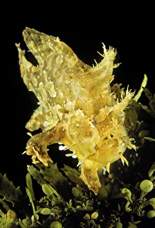 USA, Sargasumfish (Histiro histiro) on floating sargasum weed in Pacific ocean; Hawaii USA, Sargasumfish (Histiro histiro) on floating sargasum weed in Pacific ocean; Hawaii