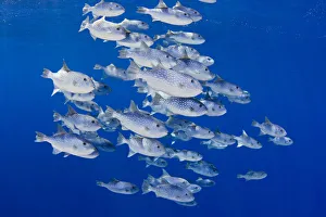 USA, Spotted Oceanic Triggerfish (Canthidermis Maculatus); Hawaii USA, Spotted Oceanic Triggerfish (Canthidermis Maculatus); Hawaii