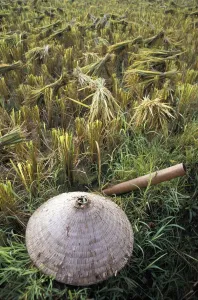 Vietnamese Conical Hat And Rice Cutting Tool In Field Vietnamese Conical Hat And Rice Cutting Tool In Field