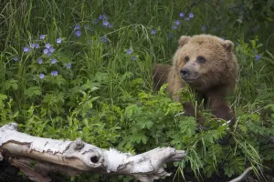 View Of Brown Bear Resting In A Patch Of Wild Geraniums, Russian River, Kenai Peninsula, Southcentral Alaska View Of Brown Bear Resting In A Patch Of Wild Geraniums, Russian River, Kenai Peninsula, Southcentral Alaska
