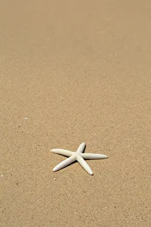 Side View Close-Up Of Single White Starfish On Sandy Beach Side View Close-Up Of Single White Starfish On Sandy Beach