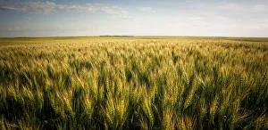 View Over A Green And Golden Wheat Field; Saskatchewan, Canada View Over A Green And Golden Wheat Field; Saskatchewan, Canada