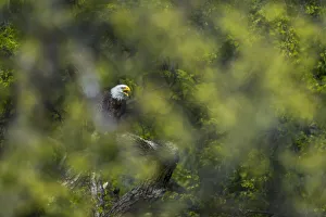 View through leaves of a bald eagle calling, Minnesota, USA View through leaves of a bald eagle calling, Minnesota, USA
