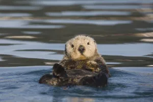 View Of A Sea Otter Floating On Its Back In Prince William Sound, Alaska, Southcentral, Fall View Of A Sea Otter Floating On Its Back In Prince William Sound, Alaska, Southcentral, Fall