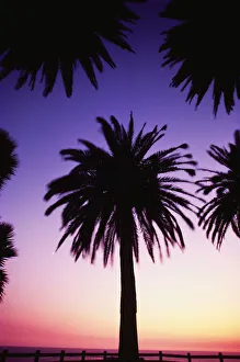 View Of Single Palm Tree, Surrounded By Other Palm Tree Tops, Background Is Golden Sunset View Of Single Palm Tree, Surrounded By Other Palm Tree Tops, Background Is Golden Sunset