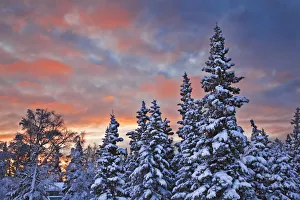 View Of Snow Covered Spruce Trees In A Rural Area Of Anchorage At Sunset, Southcentral Alaska, Winter View Of Snow Covered Spruce Trees In A Rural Area Of Anchorage At Sunset, Southcentral Alaska, Winter