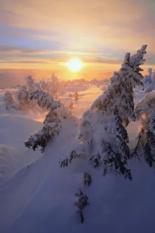Nature landscapes/view snow covered trees mont logan sunrise Nature landscapes/view snow covered trees mont logan sunrise