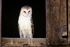 View Of A White Faced Barn Owl Sitting In Window Of Barn View Of A White Faced Barn Owl Sitting In Window Of Barn