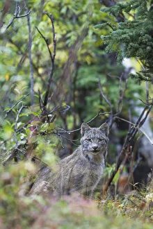 View Of A Wild Canada Lynx Sitting Beneath An Alder Tree In Denali National Park, Alaska, Interior, Fall View Of A Wild Canada Lynx Sitting Beneath An Alder Tree In Denali National Park, Alaska, Interior, Fall