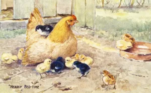 Vintage Greeting Card With Illustration Of Hen And Chicks From 20th Century Vintage Greeting Card With Illustration Of Hen And Chicks From 20th Century