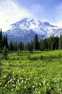 Washington, Mt. Rainier National Park, Avalanche Lilies In Meadow Along Nisqually Vista Trail Washington, Mt. Rainier National Park, Avalanche Lilies In Meadow Along Nisqually Vista Trail