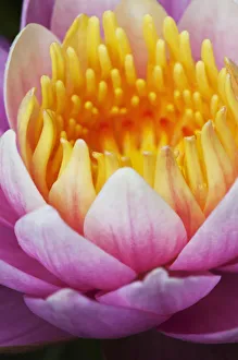 A Water Lily (Nymphaeaceae) Blooms In A Pond; Astoria, Oregon, United States Of America A Water Lily (Nymphaeaceae) Blooms In A Pond; Astoria, Oregon, United States Of America