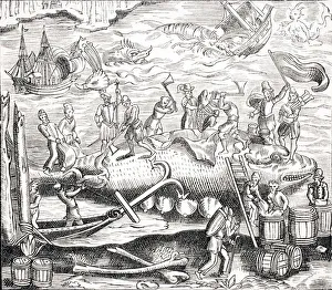 Whale Fishing. After Woodcut In Cosmographie Universelle Of Thevet Published 1574 Whale Fishing. After Woodcut In Cosmographie Universelle Of Thevet Published 1574