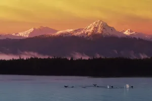 Whale Tails In Southeast Below Chilkat Mtns Digital Composite Whale Tails In Southeast Below Chilkat Mtns Digital Composite