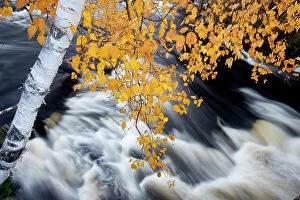 Adirondack Park Collection: A white birch tree hangs over cascade at an outlet of Horseshoe Lake