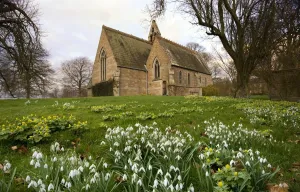 White Flowers With A Small Church In Background; Northumberland,England White Flowers With A Small Church In Background; Northumberland,England