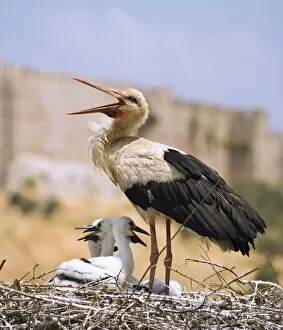 Images Dated 24th May 2005: White Stork (Ciconia Ciconia), Turkey