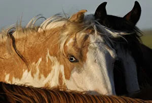 Wild mustang with blue eyes and piebald colouring Wild mustang with blue eyes and piebald colouring
