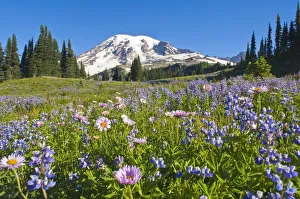 Wildflower Meadow, Mount Rainier National Park, Washington, Usa Wildflower Meadow, Mount Rainier National Park, Washington, Usa