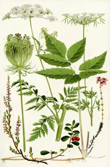 Aegopodium Podagraria Collection: Wildflowers. 1. Wild Carrot 2. Wild Chervil 2. Gout Weed 4. Fools Parsley 5. Ling 6. Cowberry 7