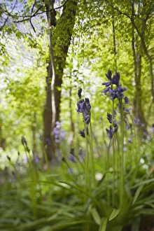 Wildflowers And Trees Illuminated By Sunlight; Northumberland, England Wildflowers And Trees Illuminated By Sunlight; Northumberland, England