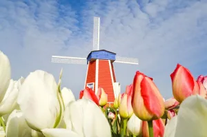 Windmill And Tulips At Wooden Shoe Tulip Farm; Woodburn, Oregon, Usa Windmill And Tulips At Wooden Shoe Tulip Farm; Woodburn, Oregon, Usa