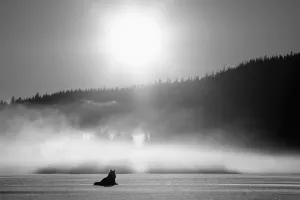 Wolf Basking In Sunlight Near Juneau. Winter In The Tongass National Forest Of Southeast Alaska. Composite Wolf Basking In Sunlight Near Juneau. Winter In The Tongass National Forest Of Southeast Alaska. Composite