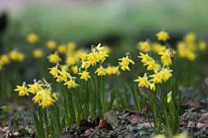 Images Dated 13th March 2011: Yellow Daffodils Growing In A Flower Bed; Northumberland, England