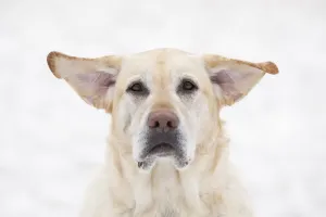 Yellow Labrador Retriever Dog With Raised Ears On A Windy Day; Winnipeg, Manitoba, Canada Yellow Labrador Retriever Dog With Raised Ears On A Windy Day; Winnipeg, Manitoba, Canada