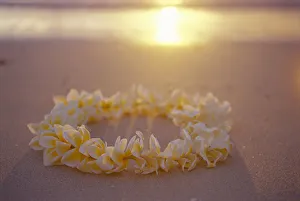 Yellow Plumeria Lei Shoreline Beach With Shadow Golden Reflections Ocean Sunset Yellow Plumeria Lei Shoreline Beach With Shadow Golden Reflections Ocean Sunset