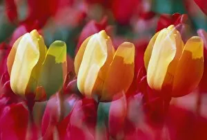 Images Dated 27th February 2006: Yellow And Red Tulip Blooms