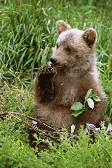 Young Brown Bear Cub Sitting In Grassy Meadow Sc Summer Alaska Wildlife Conservation Center Captive Young Brown Bear Cub Sitting In Grassy Meadow Sc Summer Alaska Wildlife Conservation Center Captive